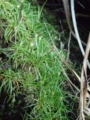 Colobanthus apetalus