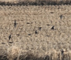 Calcarius lapponicus