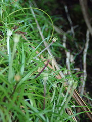 Colobanthus apetalus