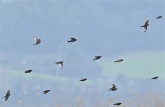 Calcarius lapponicus