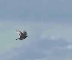 Calcarius lapponicus