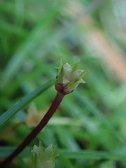 Colobanthus apetalus