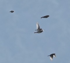 Calcarius lapponicus