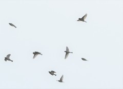 Calcarius lapponicus