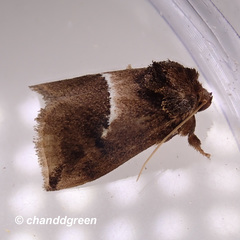 Trichogyia semifascia