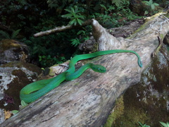 Bothriechis guifarroi