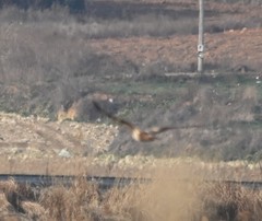 Buteo lagopus