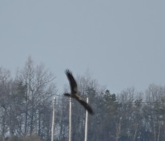 Buteo lagopus