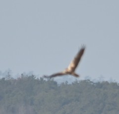 Buteo lagopus