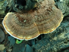 Phylloporia