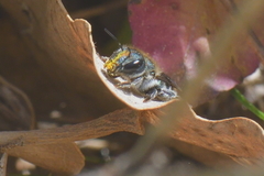 Osmia caerulescens