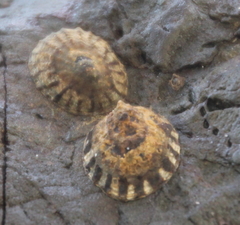 Notoacmea cellanoides