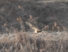 Buteo lagopus