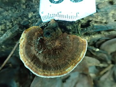 Phylloporia