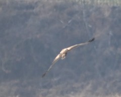 Buteo lagopus