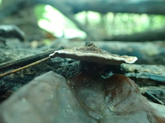 Phylloporia