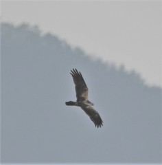 Buteo lagopus