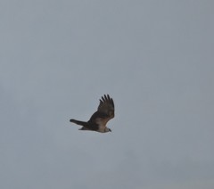Buteo lagopus