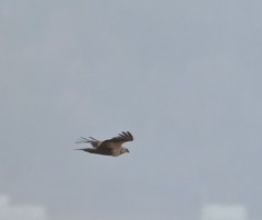 Buteo lagopus