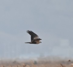 Buteo lagopus