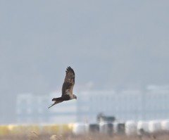 Buteo lagopus
