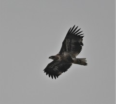 Haliaeetus albicilla