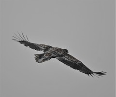 Haliaeetus albicilla