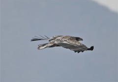 Haliaeetus albicilla