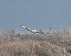 Buteo lagopus