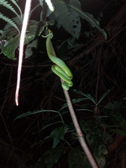 Bothriechis guifarroi