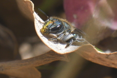 Osmia caerulescens