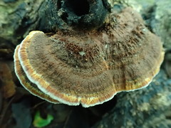 Phylloporia