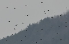 Calcarius lapponicus