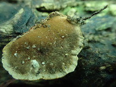 Phylloporia