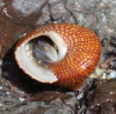 Maurea punctulata