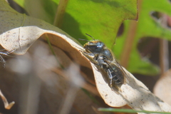Osmia caerulescens