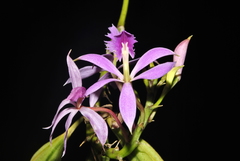 Epidendrum flexuosum
