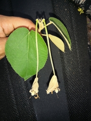 Helicteres baruensis