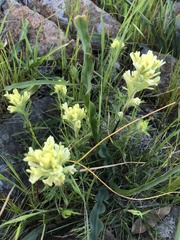 Castilleja affinis neglecta