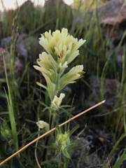 Castilleja affinis neglecta