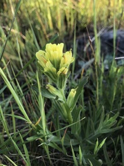 Castilleja affinis neglecta