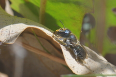 Osmia caerulescens