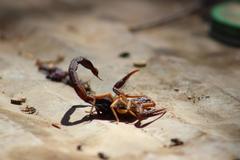 Centruroides gracilis