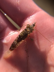 Heptacarpus pugettensis