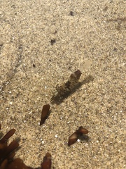 Heptacarpus pugettensis