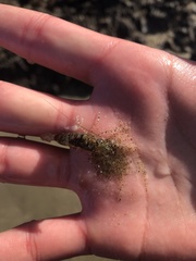 Heptacarpus pugettensis