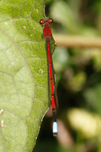 Oxyagrion tennesseni