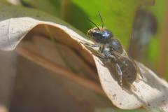 Osmia caerulescens