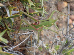 Hemisaga denticulata