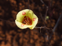 Calochortus venustus